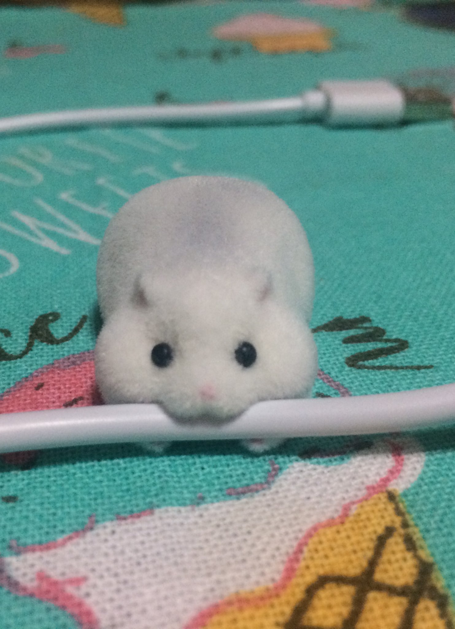 りなりな ところでこのケーブルかじかじハムスター最高にかわいいです