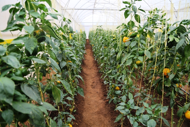 SaipCdat's tweet photo. “We cultivated yellow and red sweet peppers in the greenhouse &amp; the yield is attractive and has huge market potential. We thank #SAIP for equipping us with the greenhouse," said Dancila Mukandayisenga one of the farmers in the @SAIP_SAPMP intervention site in @KayonzaDistrict https://t.co/0BuSmY2sB9