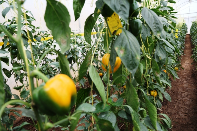 SaipCdat's tweet photo. “We cultivated yellow and red sweet peppers in the greenhouse &amp; the yield is attractive and has huge market potential. We thank #SAIP for equipping us with the greenhouse," said Dancila Mukandayisenga one of the farmers in the @SAIP_SAPMP intervention site in @KayonzaDistrict https://t.co/0BuSmY2sB9