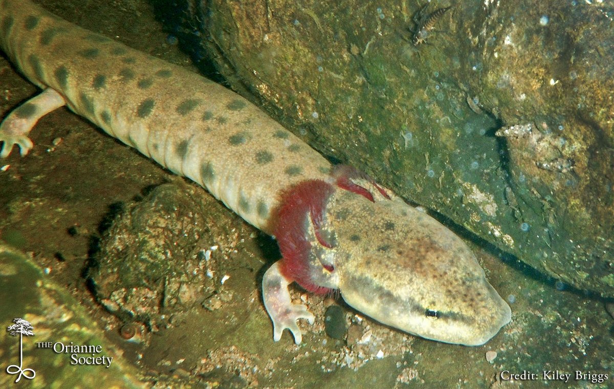 #Mudpuppies are large fully aquatic #salamanders (~ a foot long) that never lose their external gills like other salamanders and are the only #amphibian in the #GreatNorthernForests that become MORE active in #winter.  #KileyBriggs #FacesoftheForest #Orianne