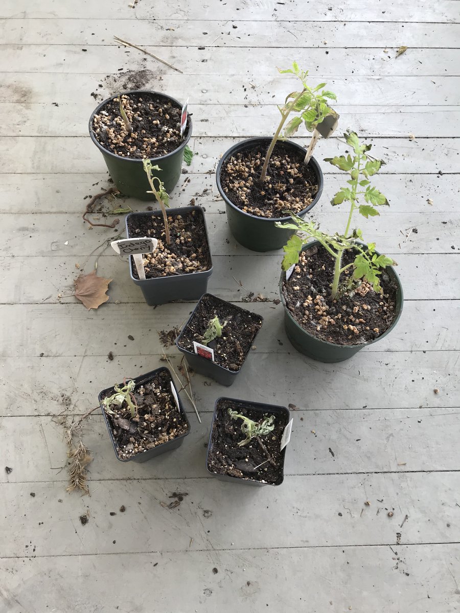 These 7 tomatoes didn’t survive the inside the house freeze. Who knows what will happen with the others this year. Every year in Houston is a tomato crapshoot; this year is just starting a little crappier. Wish the other 20-25 plants good luck!