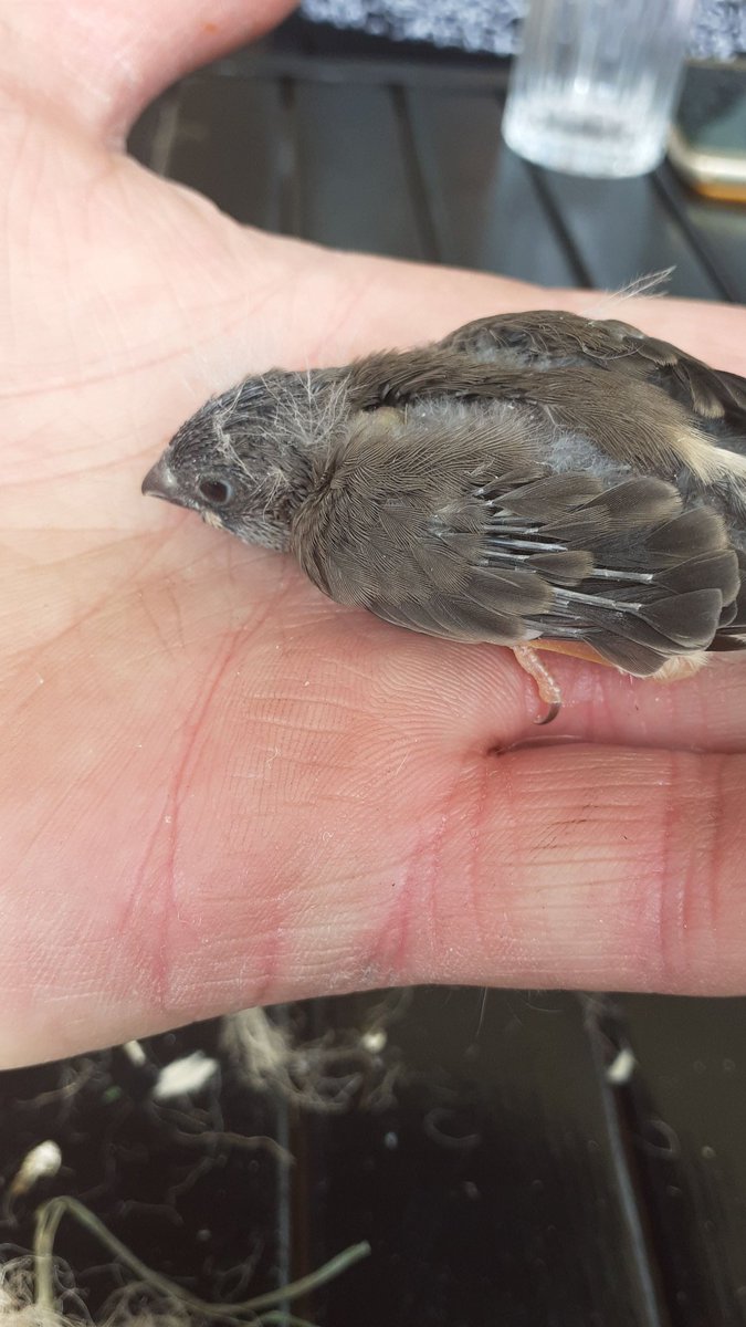 Fudge67028937's tweet photo. @WickerdyWoo I send yoo some of mine dickerty birds from my daddys outside babies. I will be share wiv yoo. Hope dis makes yoo smilez xx https://t.co/mUweMNRjyb