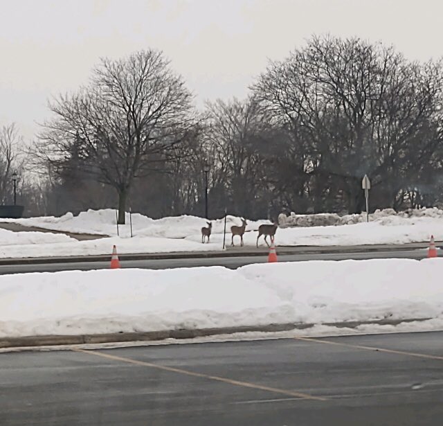 OliverMSLibrary's tweet photo. Oh deer! Where’d the crossing guard go?! We’re going to be #lateforclass! #schooldays Thank you, Jeremy Shuman, for the photo! https://t.co/I743BLizHN