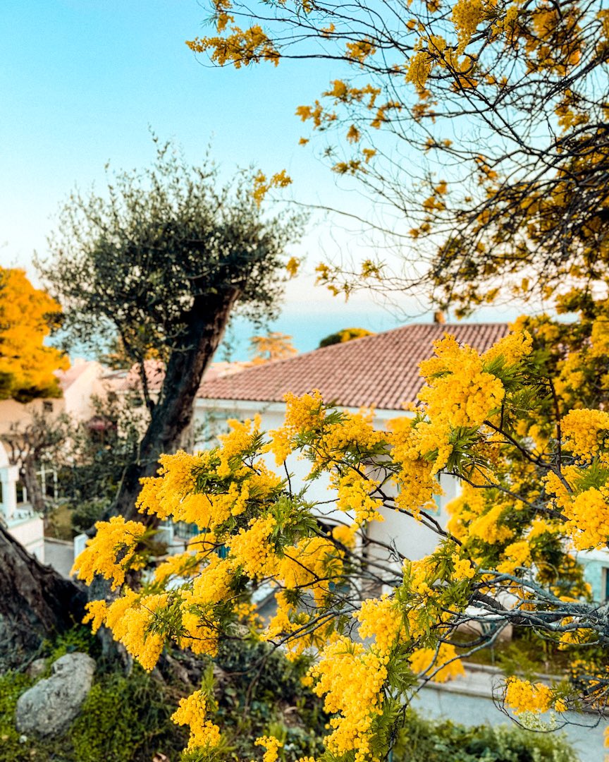 swtliving's tweet photo. The Côte d’Azur is home to the largest mimosa forest in Europe. 💛

#ExploreNiceCotedAzur #ILoveNice #CotedAzurFrance #OnATousBesoinDuSud #FenetreSurLaCotedAzur https://t.co/vTDhdIZcZr