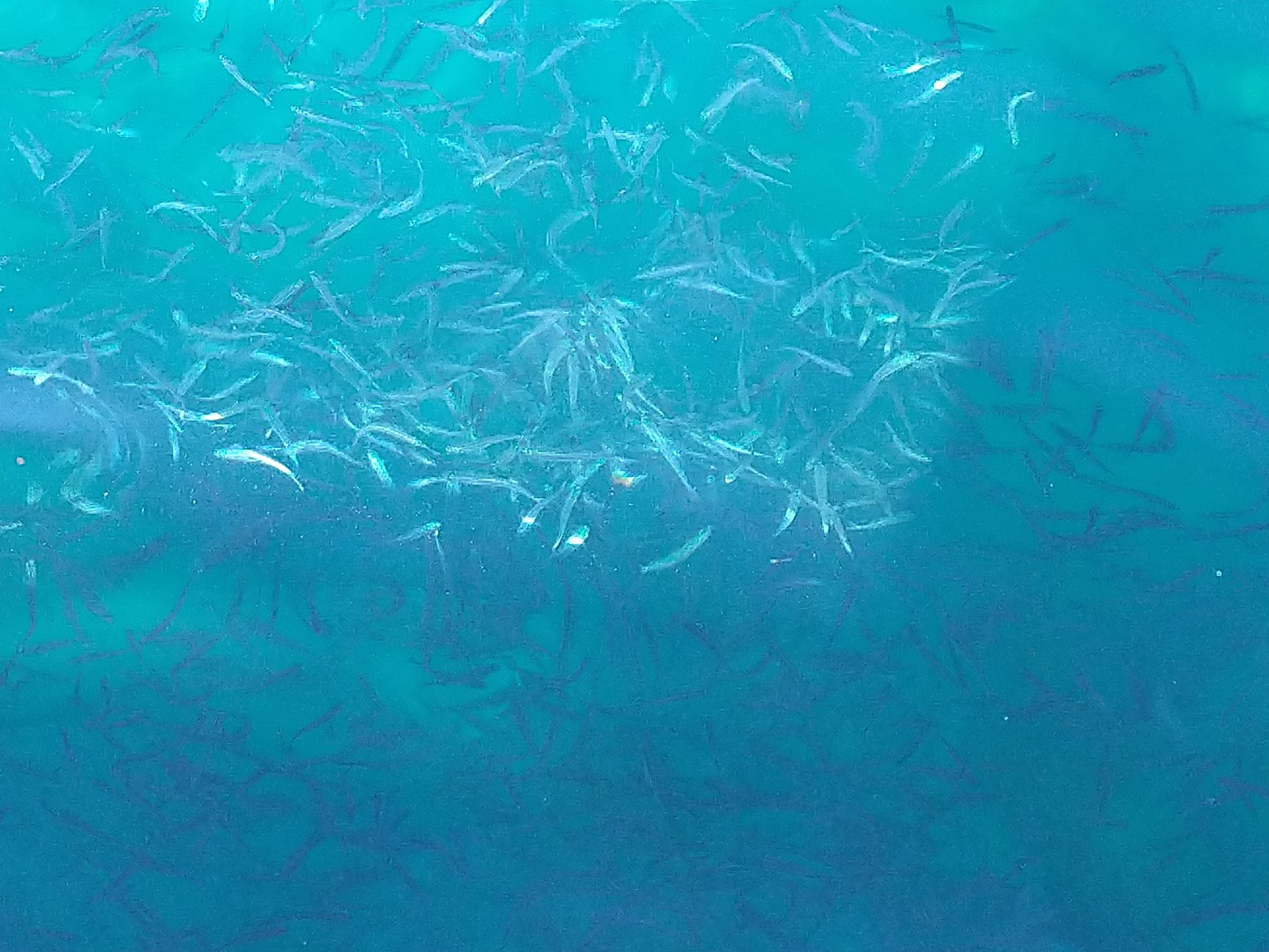 上妻コウ 長崎県の鷹島で釣り を 残念ながらボウズ 釣れないし寒過ぎてキャンピングカーで焼酎のお湯割を と云うことで道の駅で鮪の解体ショーでお土産買って違う港にあった筏の食事処で美味しく昼食を頂いて帰途につきました 鷹ら島 鮪の解体ショー