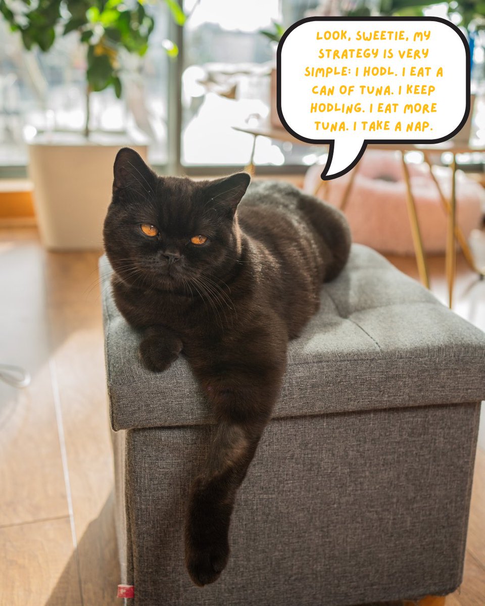 purrcival_cat's tweet photo. And that’s my recipe of a stress-free life, bozos 💎💎💎💎💎 #btc #hodl #CatsOfTwitter #cryptokitties https://t.co/EyvetGJSjg