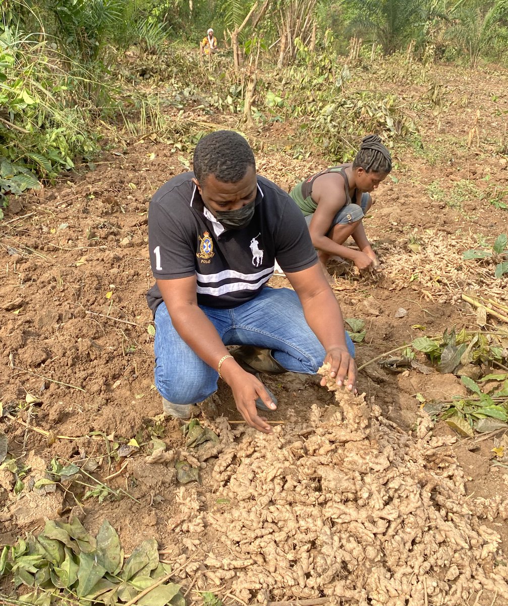 johndumelo's tweet photo. We harvested fresh, organic ginger this morning....these should be in Accra by this evening and just in time for clients. Want some? #happyfarmer #agric #ginger #idey4u https://t.co/FtVWkm75LB