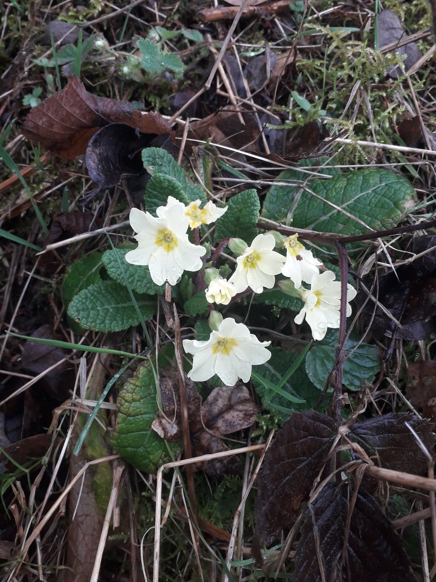 gilliehowells's tweet photo. Daughter back to school so no more excuses not to get out and exercise. These lockdown pounds have to go! Lovely to see signs of spring.
#machen #draethen #springiscoming #localwalks #lockdownpounds https://t.co/FXhikzjeS2
