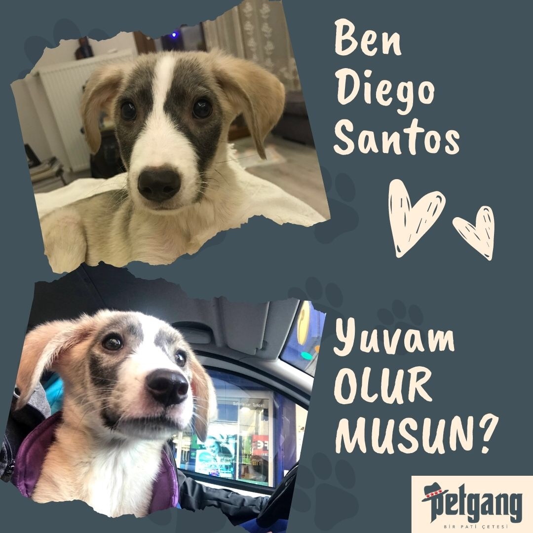 Ben Diego YUVA ARIYORUM 
2 Aylık annesiz bir soğan cücüğüyüm
Irkımı sormayın çünkü bende bilmiyorum 
Pati Çetesi beni barınaktan ayağım kırık şekilde kurtardı 

En sevdiğim aktivitem bol bol mamalar yemek , uyumak ve arabayla seyahat etmek 
Hadi sana gidip biraz oynayalım mı !