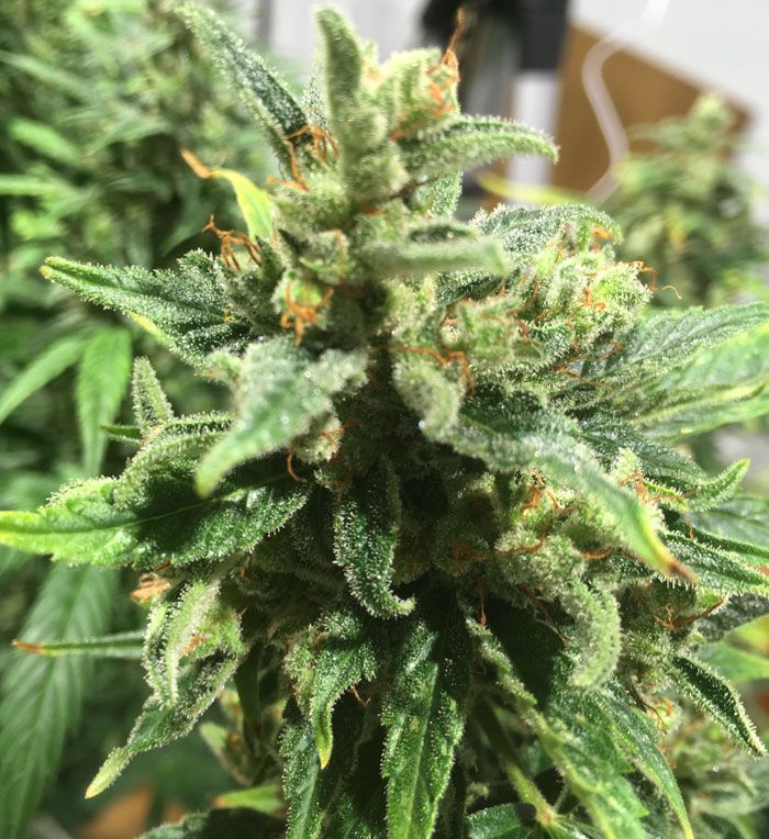 Semillas de Marihuana a granel, Variedad: Auto AK-47 Autofloreciente, bit.ly/38RvkIM envíos a España, Argentina, Uruguay, Brasil y Colombia #semillasdemarihuana #semillasagranel #semillasdecannabis