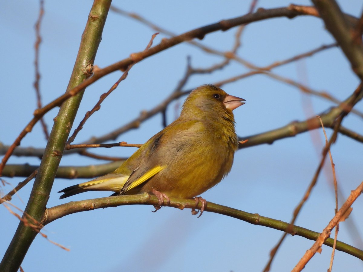 Joeri_van_Eck's tweet photo. Deze drie #BirdsSeenin2021 in #The_Netherlands brengen mijn totaal op 90 soorten dit jaar.
#Heggenmus, #Dunnock, #Prunella_modularis
#Groenling, #Greenfinch, #Chloris_chloris
#Witte_kwikstaart, #White_wagtail, #Motacilla_alba https://t.co/7ABIV5ccgE