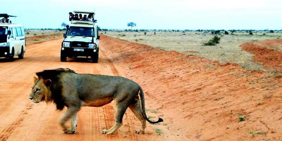 OranjeSafari's tweet photo. Spotted at Tsavo East near #ashnil Aruba. A mature old Lion indeed. cc @AshnilHotels #TembeaKenya #photography #PHOTOS #wildlifephotography #Travel #mara cc
@MagicalKenyaUK
@magicalkenya
@TravelMagazine
@TravelLeisure https://t.co/rYLEwQ0q7q