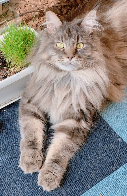 うちも
つきみ→つーちゃん
ひより→ひーちゃん
って一文字だけの呼び方になってるな🥺
でもアランはずっとアランって呼んでる🐈 