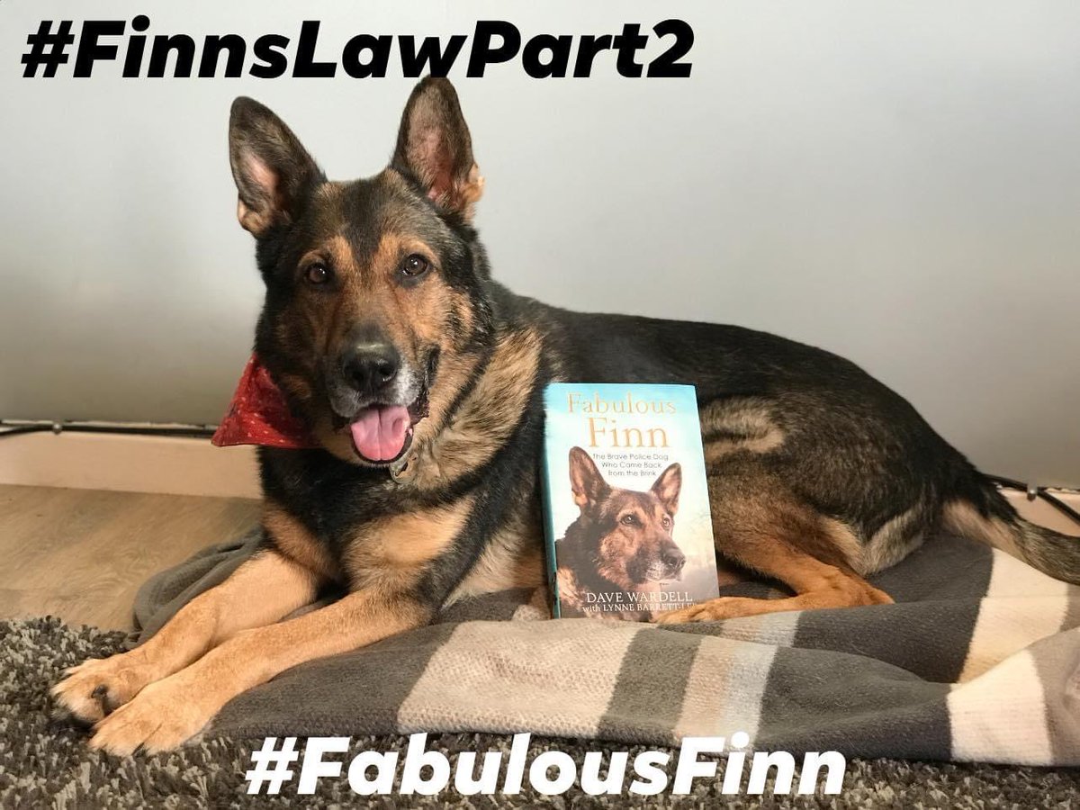 K9Finn's tweet image. How many ❤️’s and retweets can I get for my Hero #FabulousFinn 🐾

#FinnsLawPart2 #FinnsLaw