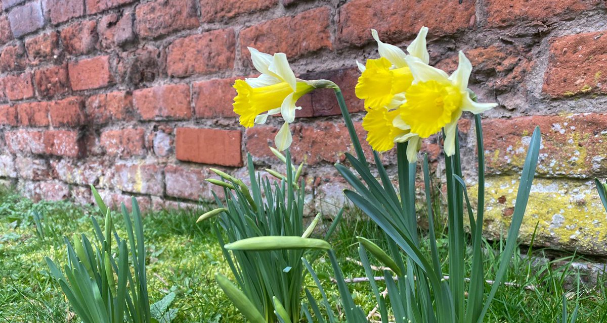 The first daffodils are here bursting with the promise of sunny days just around the corner, these joyful yellow flowers blossom ready for Spring #Daffodils #spring