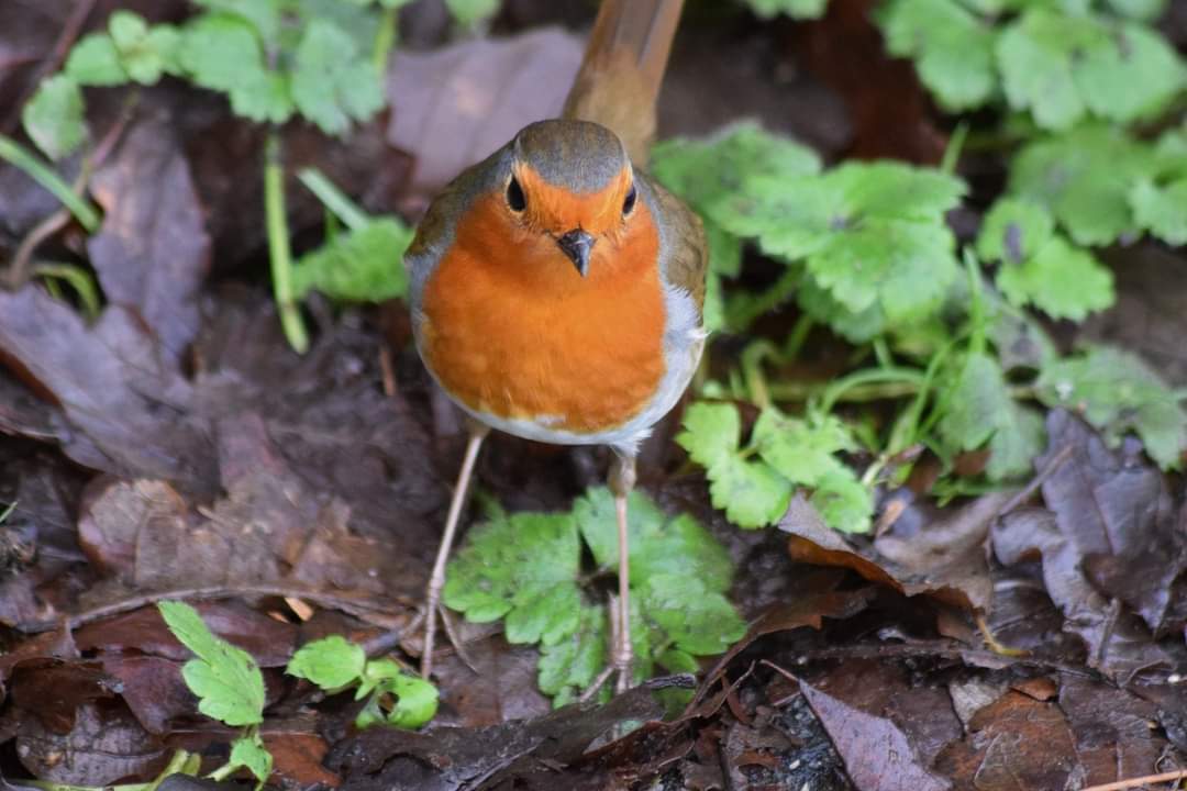 nealesmithworld's tweet image. Robin Bude Cornwall 〓〓 
#wildlife #nature #lovebude 
#bude #Cornwall #Kernow #wildlifephotography #birdwatching
#TwitterNatureCommunity
#Robin