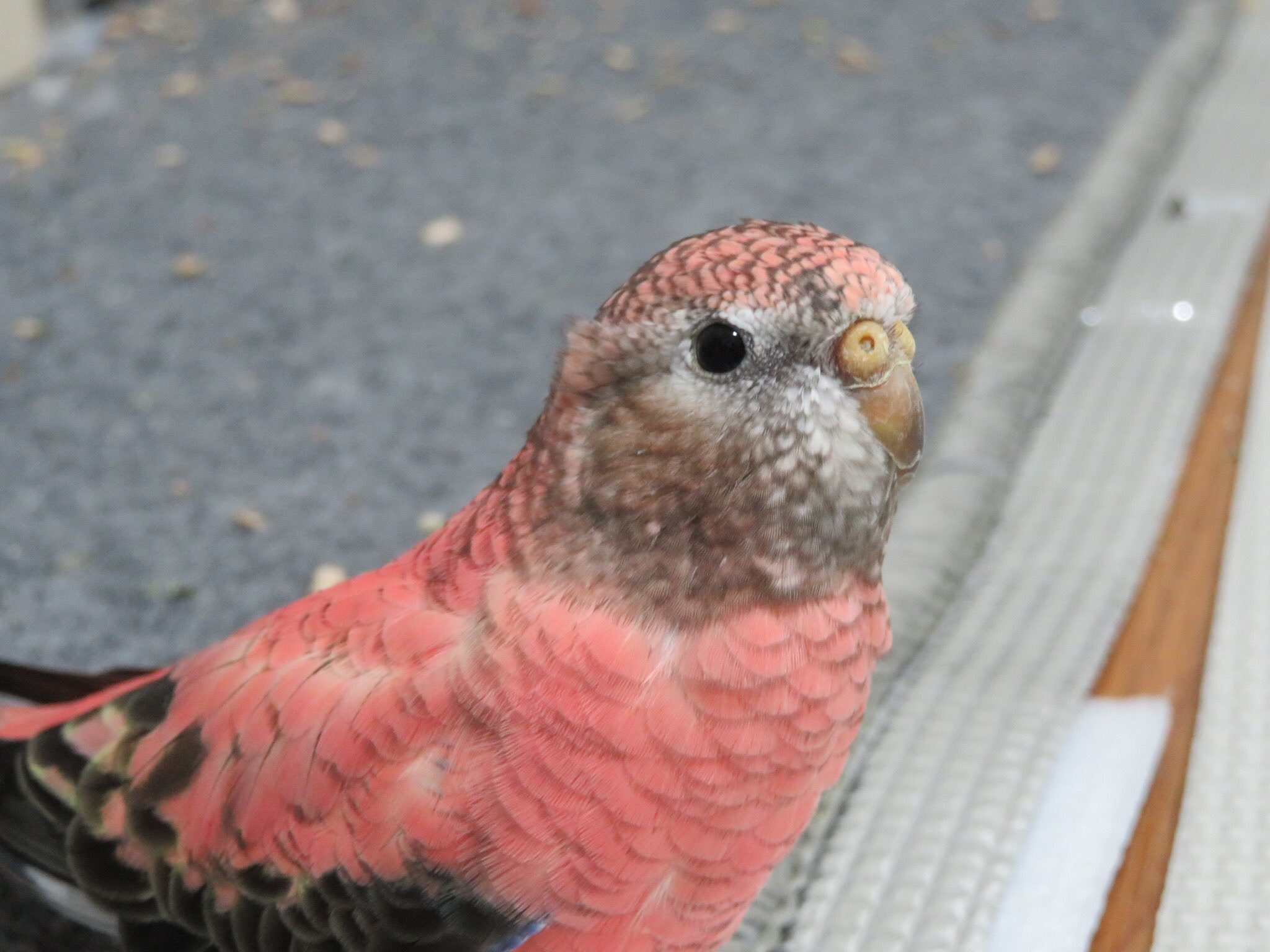 むぎ アキクサインコ A Twitter アキクサインコって癖毛出やすい アキクサインコ アキクサインコノーマル アキクサインコローズ