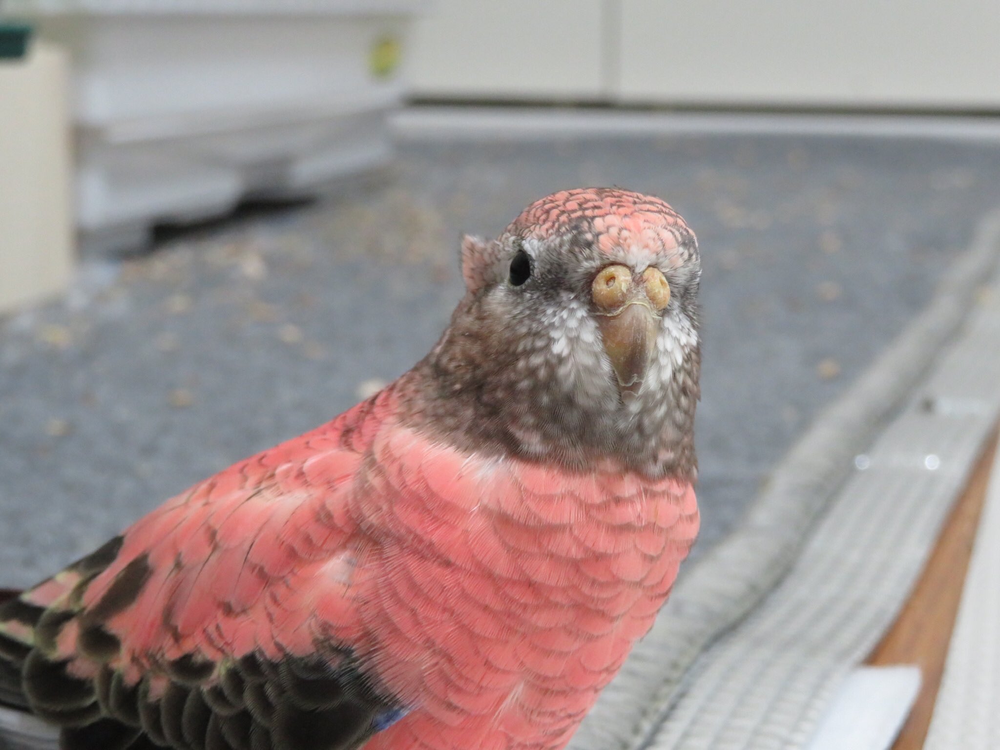 むぎ アキクサインコ Nikaidoumugi21 Twitter