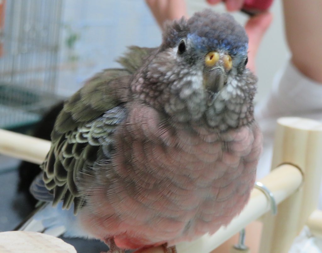 むぎ アキクサインコ Nikaidoumugi21 Twitter