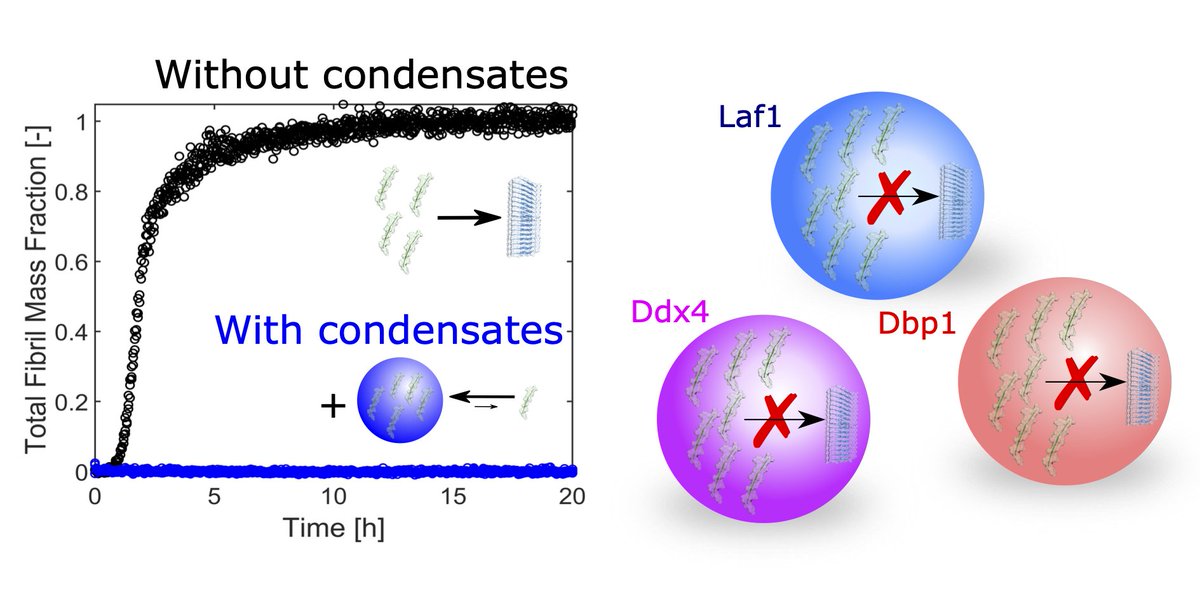 Paolo Arosio (@arosiolab_eth) on Twitter photo Heterotypic interactions within biomolecular condensates could prevent the formation of amyloid fibrils, despite the local increase in protein concentration
Congrats Andi! <a href="/ChemicalScience/">Chemical Science</a>
pubs.rsc.org/en/content/art… Heterotypic interactions within biomolecular condensates could prevent the formation of amyloid fibrils, despite the local increase in protein concentration
Congrats Andi! <a href="/ChemicalScience/">Chemical Science</a>
pubs.rsc.org/en/content/art…