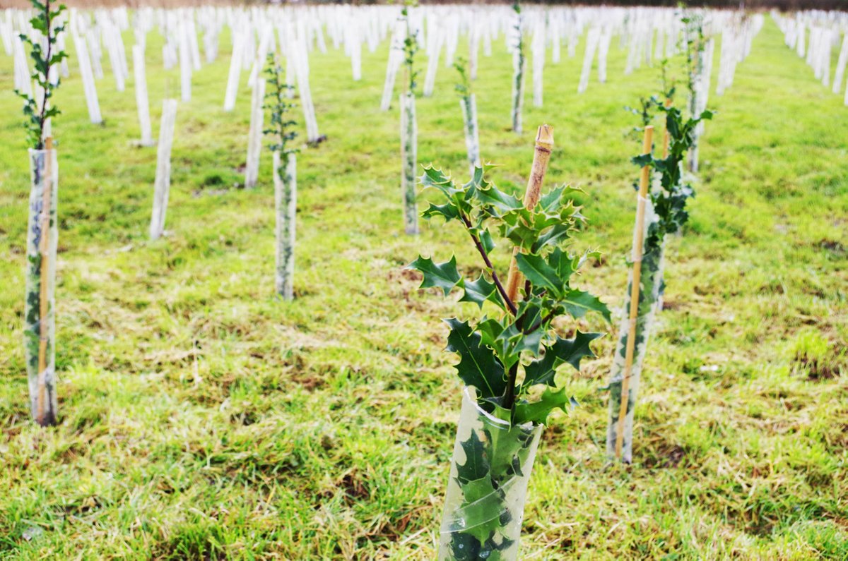 Axbridge Chamber of Commerce News: The Stables Business Park at Rooksbridge has planted thousands of trees through a scheme by Hinkley Connection harrymottram.co.uk/axbridge/axbri…