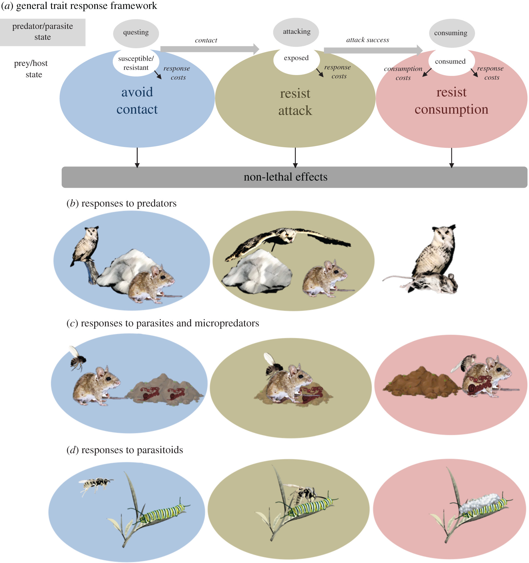 Simple Tundra Food Web:  Keystone Species & More - byaa2n6