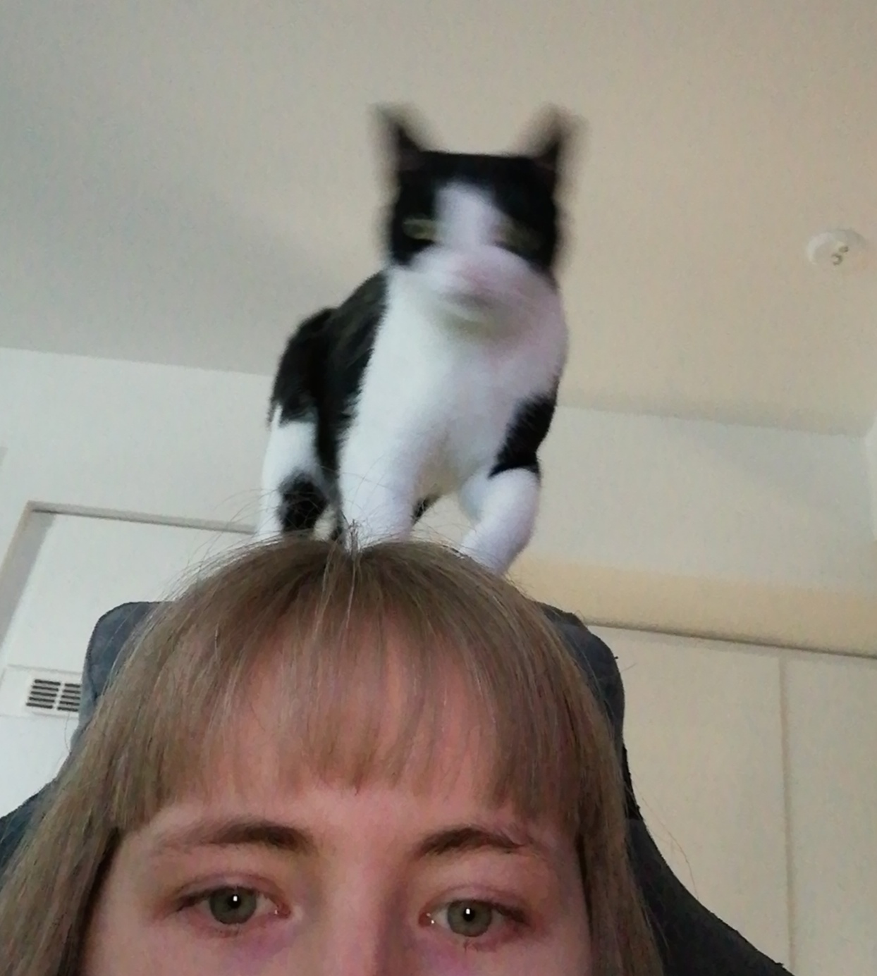 say hello to my very speedy cat, joiku https://t.co/aeenDfo2wU