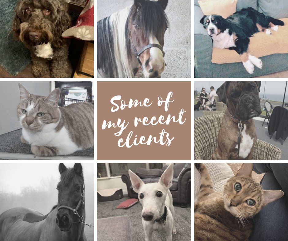 AnimalComms's tweet image. #animals #animalcommunication #pets #PetsAreTheBest #dogsoftwitter #dogsofinstagram #horses #CatsOfTwitter #catsofinstagram