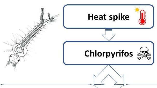 ESEE lab (Evol. Stress Ecology & Ecotoxicology) (@esee_lab) on Twitter photo Can mosquito larvae deal with a pesticide after already been stressed by heat-spikes? Our PhD student <a href="/MengShandong/">Shandong Meng</a> will tell you all about it in his talk tomorrow (Feb 25th) at 9:25AM, at the Young Environmental Scientists Meeting #YES2021
#SETACYES <a href="/studentsofSETAC/">Students of SETAC</a> @SETAC_world Can mosquito larvae deal with a pesticide after already been stressed by heat-spikes? Our PhD student <a href="/MengShandong/">Shandong Meng</a> will tell you all about it in his talk tomorrow (Feb 25th) at 9:25AM, at the Young Environmental Scientists Meeting #YES2021
#SETACYES <a href="/studentsofSETAC/">Students of SETAC</a> @SETAC_world