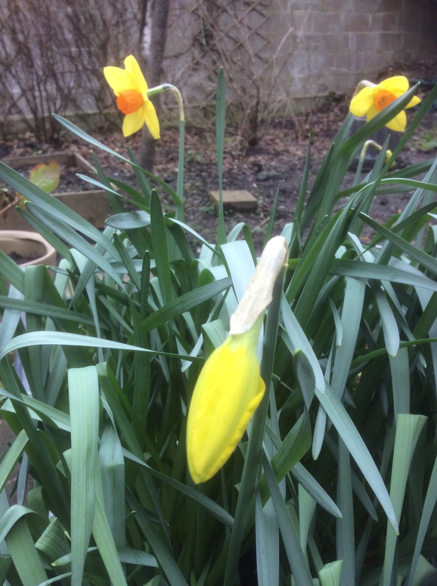 JCSPLibrary KC (@kylemorelib) on Twitter photo With today's photo competition prompt being Spring it was difficult not to think of blooming flowers <a href="/jcsplibraries/">JCSP Library Project</a> <a href="/KylemoreCollege/">Kylemore College</a> #2kmphoto2021 With today's photo competition prompt being Spring it was difficult not to think of blooming flowers <a href="/jcsplibraries/">JCSP Library Project</a> <a href="/KylemoreCollege/">Kylemore College</a> #2kmphoto2021