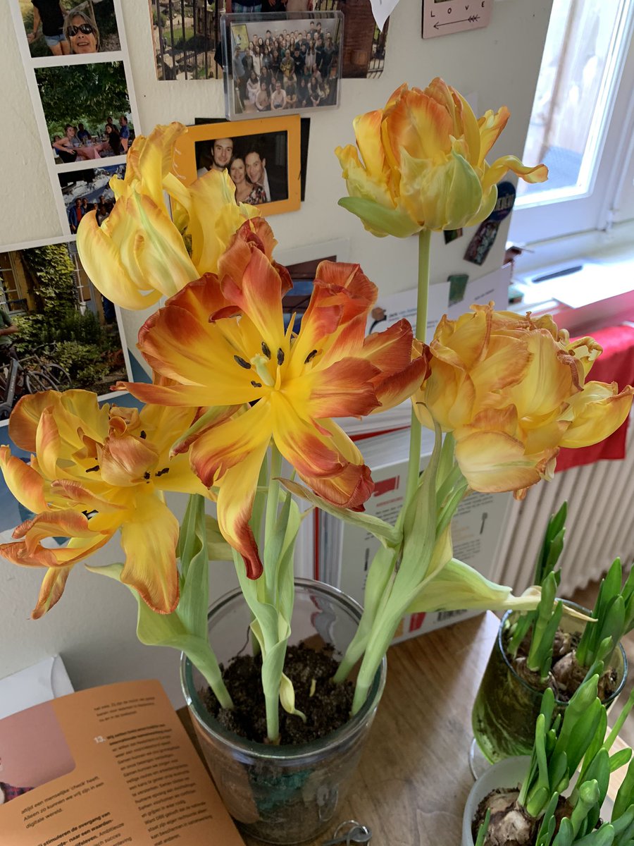 delicious_chief's tweet photo. Gekregen bij de vaccinatiestraat. Staat al 2 weken te shinen #endaarhoorjedanniemandover #Vaccinatie #ggd https://t.co/xeYgHnBhsp