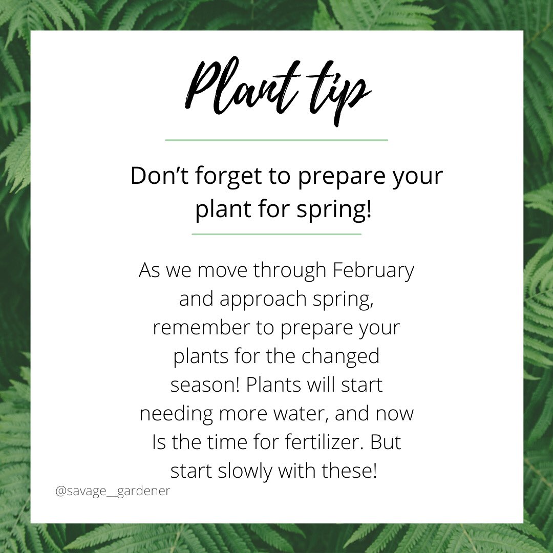 Here’s your plant tip for the day! 
-
 #plantlover #plantcare #planttips #succulentlovers #succulentscanada #succulents #succulentcare #indoorplants #indoorjungle #indoorgarden #indoorplantcare #spring #cactus #cactusclub #cactosesuculentas #cacticacti #plantsmakepeoplehappy