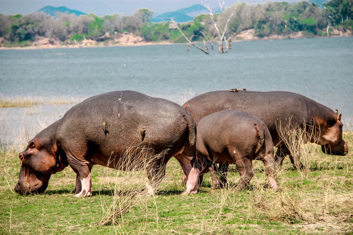 yedu_lani's tweet photo. π: Mana Pools #hippos
β€ πΏπΌ
2021
What's your next adventure?
https://t.co/LKombKkDH1
#ZimBhoπ
#Explorezimbabwe
#KnowZimbabwe #domestictourism
#TravelZimbabwe @tourismzimbabwe https://t.co/Hw17dGSWQG