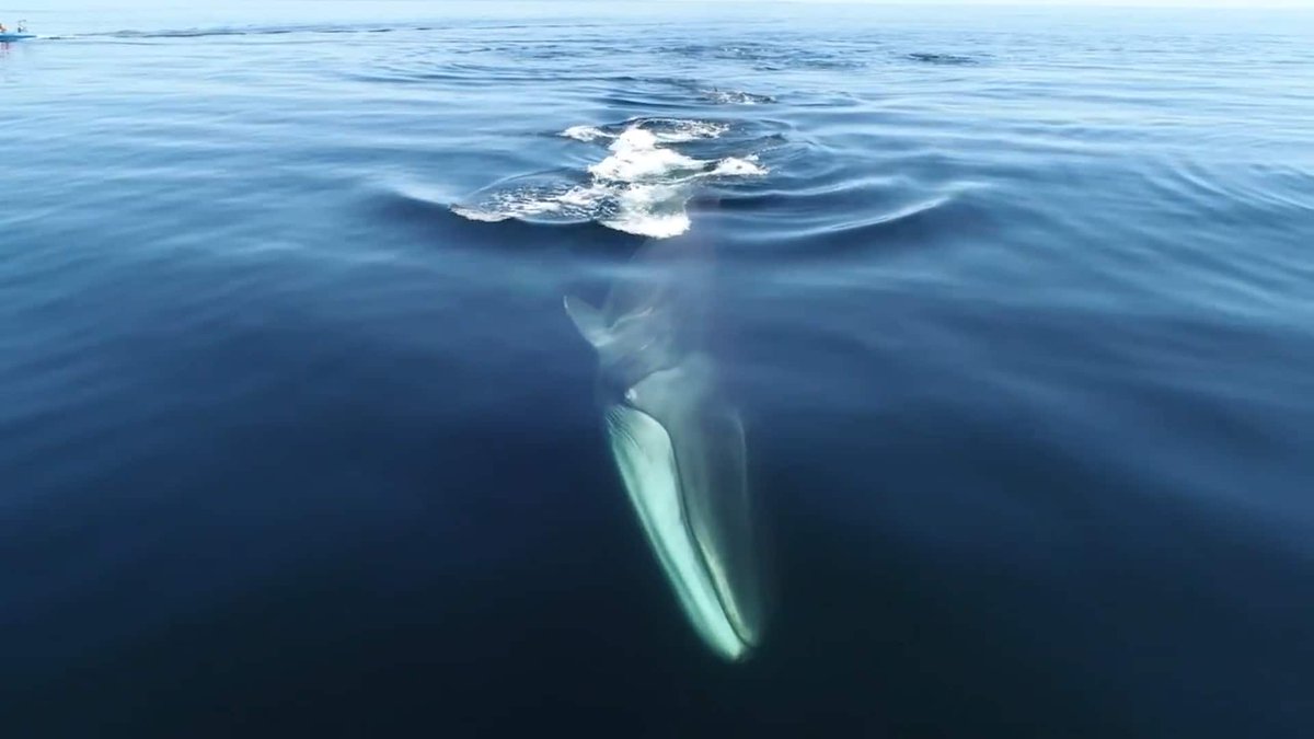 AviationSystems's tweet photo. Fin, blue whales getting tangled in fishing gear in Gulf of St. Lawrence more often than thought: study | CBC News https://t.co/MsNH3mFxAJ
#remotepilots, #pilots, #drones, #dronetraining, #pilottraining, #CAA https://t.co/VoiGKT7GMK