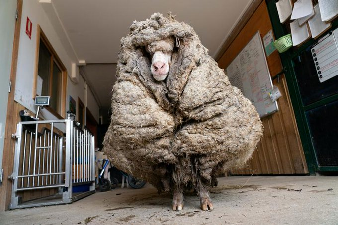 wesrono's tweet photo. Rasta Sheep in Australia #AnimalsMatterAF
#TeamOneNation https://t.co/AbHvXmduob