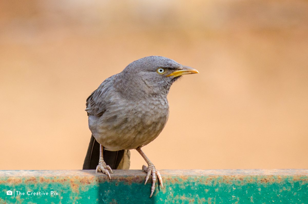 wildscapebypuru's tweet photo. Angry Bird  -Jungle Babbler #junglebabbler #BirdsSeenIn2021 #birds #NaturePhotography #nature #wildlifephotography https://t.co/0x8dFg5oEG