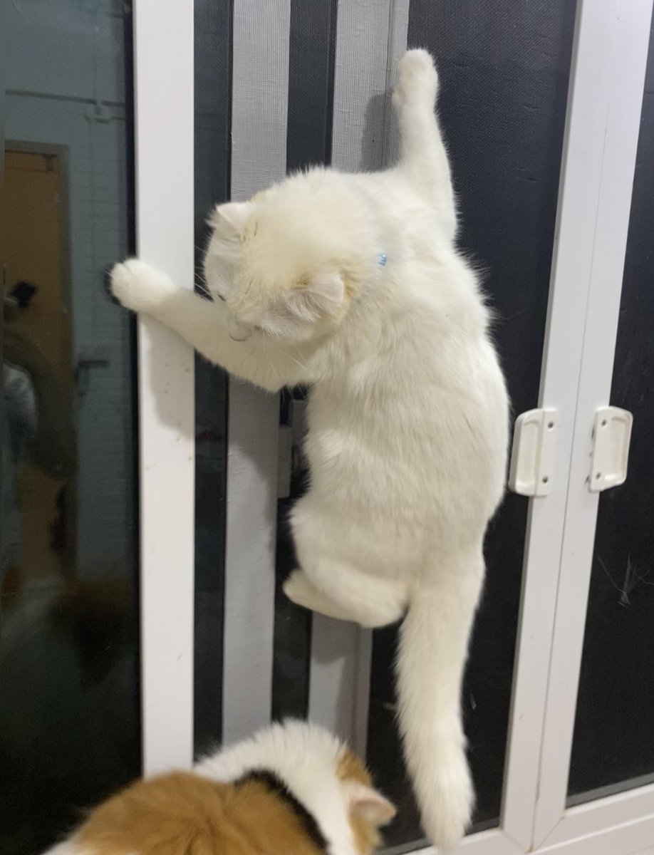 awwwfluffy's tweet photo. เบบี๋ตะได้มาเกิดมั้ยต๊ะ https://t.co/6g8Ds7yxko