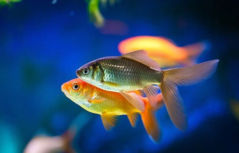 AquaticsLive's tweet photo. Fish keeping, a great hobby for the kids! Some Information On Subject https://t.co/kvnaHG05kh https://t.co/cDJmM85NtQ