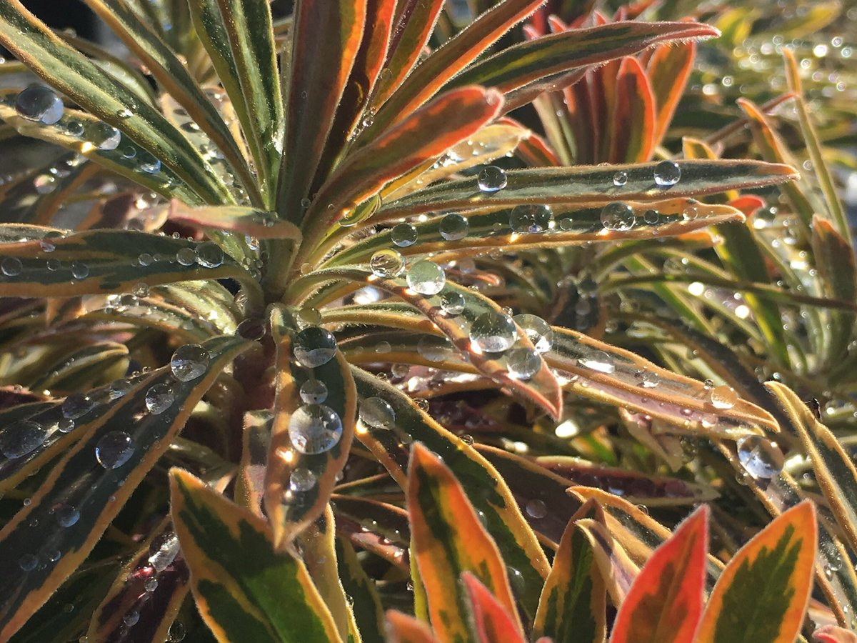 TristramPlants's tweet photo. Walberton Nursery is searching for a Trials Coordinator to support our trials and NPD work. A commercial growing background with excellent observational and recording skills are key to this role. https://t.co/TNfiqENCK8 https://t.co/hQezehpQFk