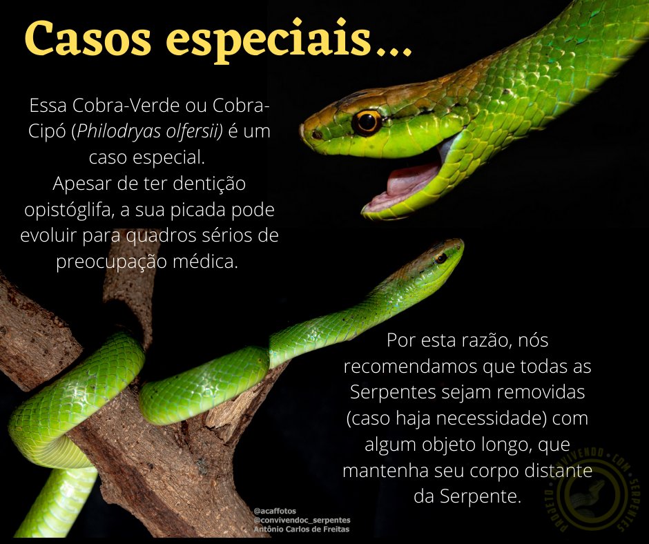 Como prevenir picada de cobra - Save The Snakes