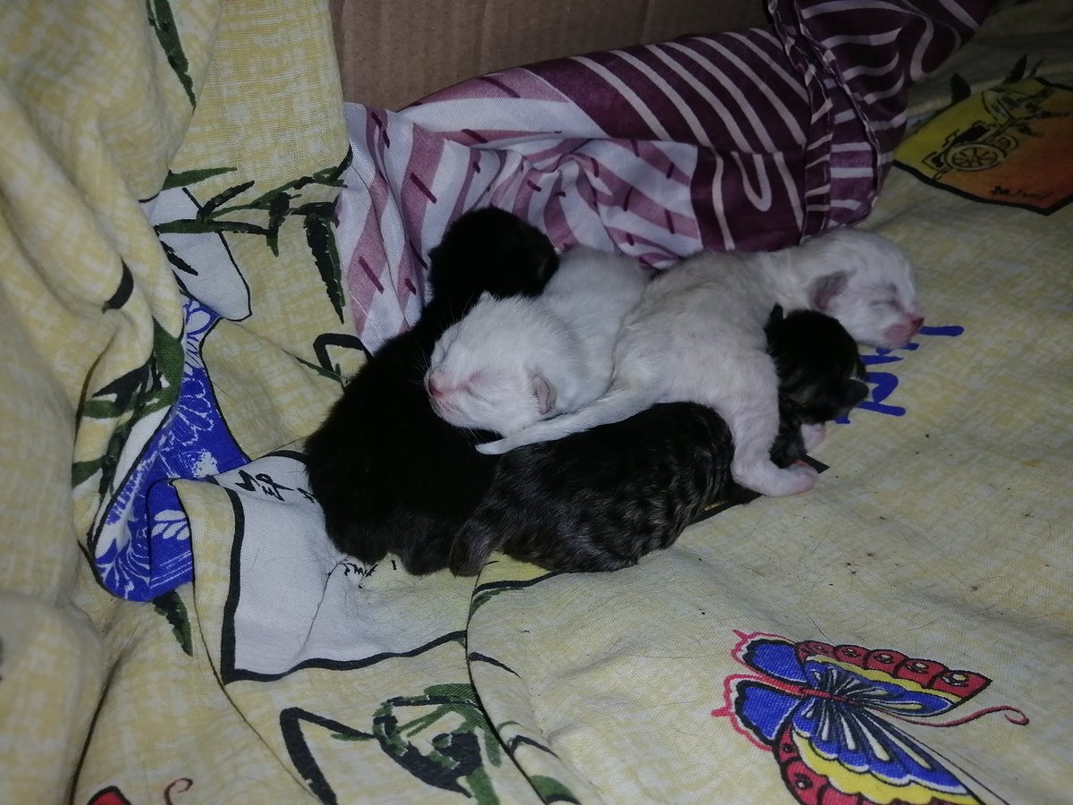 krokouse's tweet photo. ну а из прекрасного : 22 февраля моя кошечка родила котят 🥺😍

я их уже бесконечно люблю https://t.co/NMHuJ5o9ZK