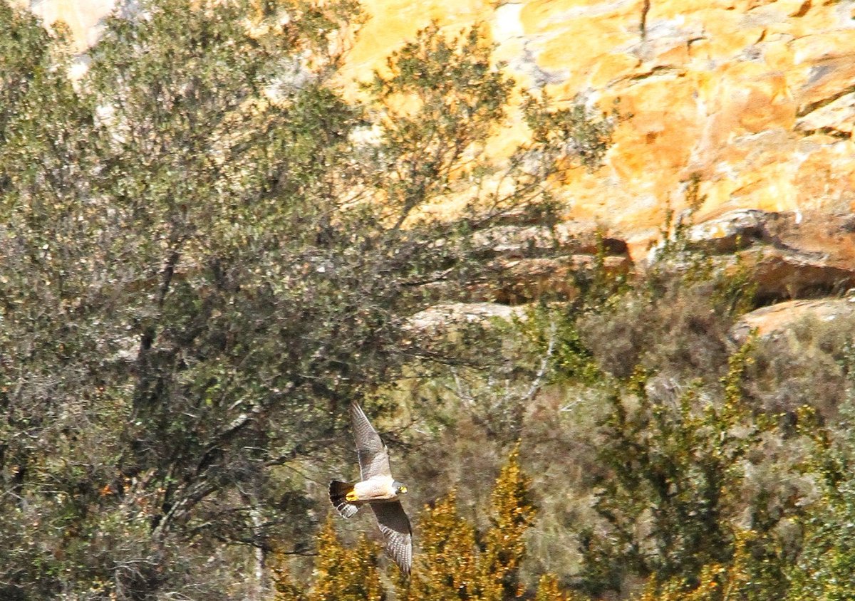 Buen  momento para disfrutar del #birdwatching, vivir el #pirineo y sus #rapaces. #quebrantahuesos y #halconperegrino en el #valledebenasque. Organizamos #birdingtours adaptados a todos los niveles. #turismoornitologico <a href="/BirdingAragon/">BirdingAragon</a> <a href="/ribagorzaturism/">turismo ribagorza</a> <a href="/TsacAragon/">TSAC CLÚSTER TURISMO SOSTENIBLE ARAGÓN</a> <a href="/ecoturspain/">Ecotur.es</a>