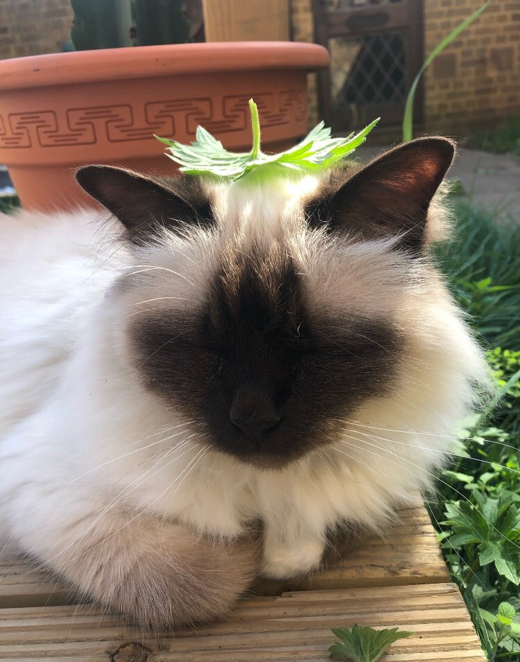 piinkibun's tweet photo. leaf kitty https://t.co/7o6hrPa39J