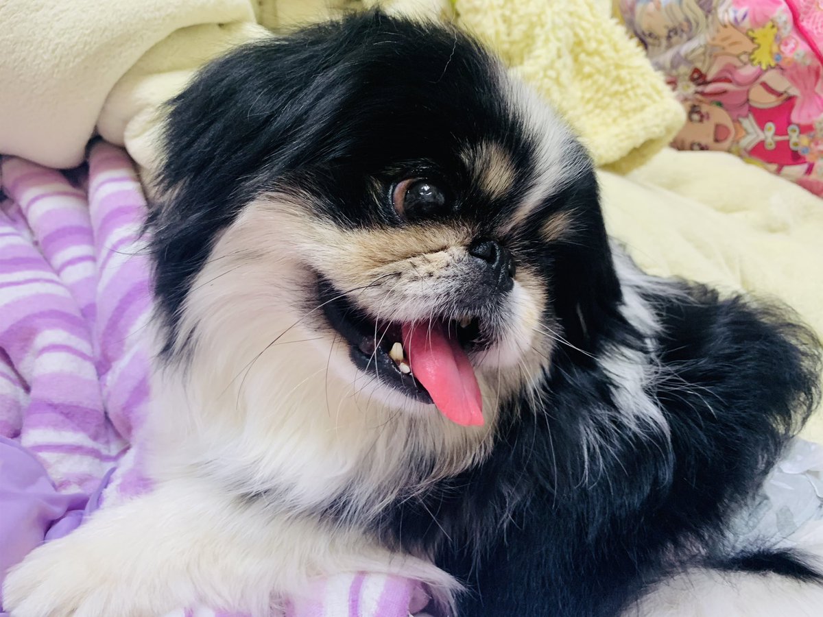 レン ペキニーズ あ っ 寝る前に癒される ペキニーズ 鼻ぺちゃ犬 元保護犬