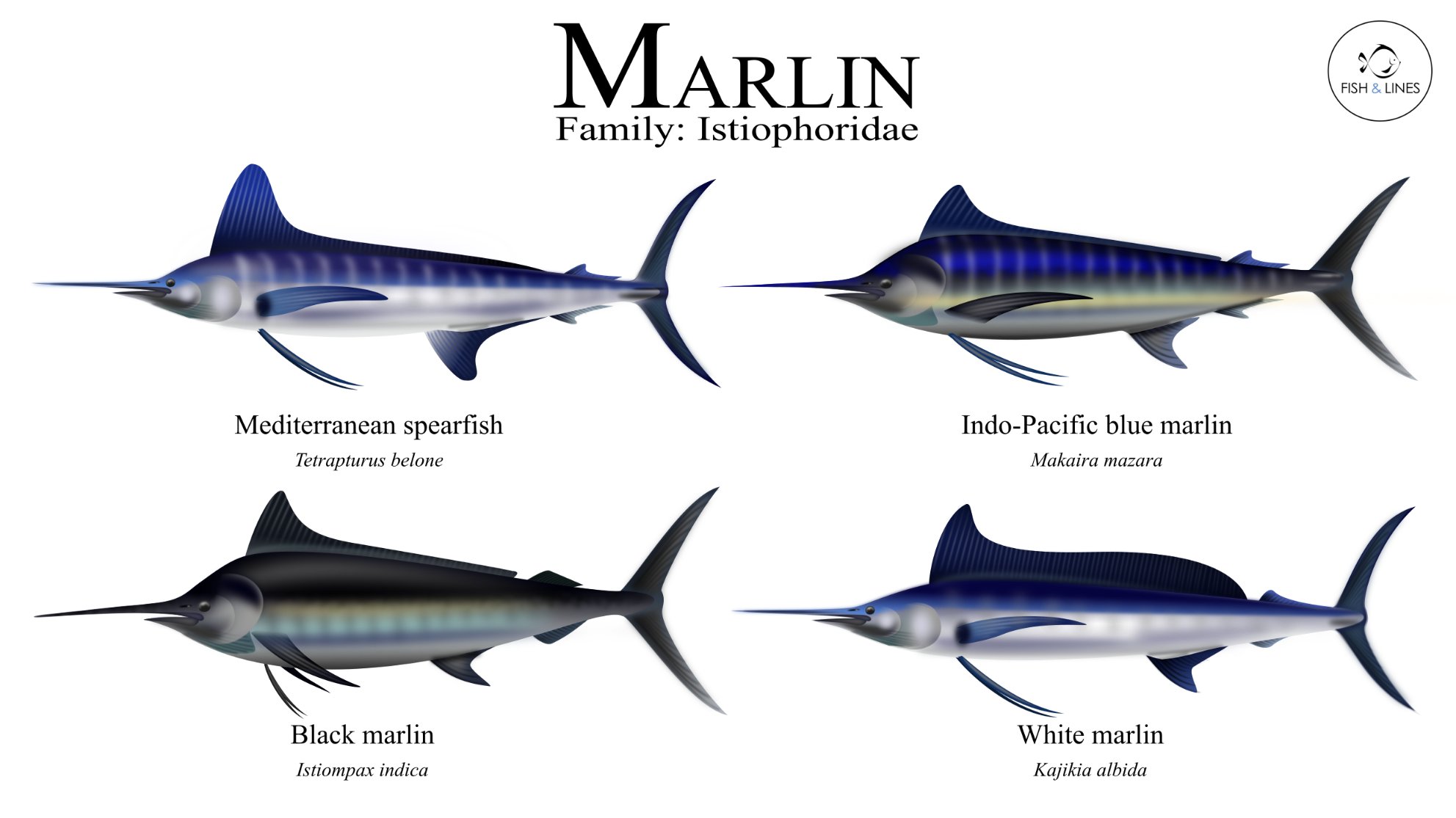 FISH and LINES on Twitter: "Marlin fish are amongst the fastest marine