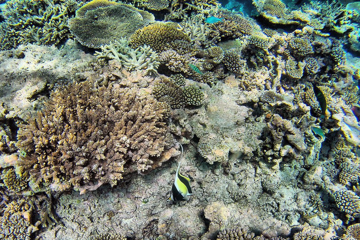 Moorish Idol
When you start to think you’ve seen all characters from finding nemo, here comes Gill🐠

#moorishidol #ladyelliotisland #greatbarrierreef #thisisqueensland #オーストラリア #レディエリオット島 #ツノダシ #グレートバリアリーフ #ファインディングニモ #ディズニー