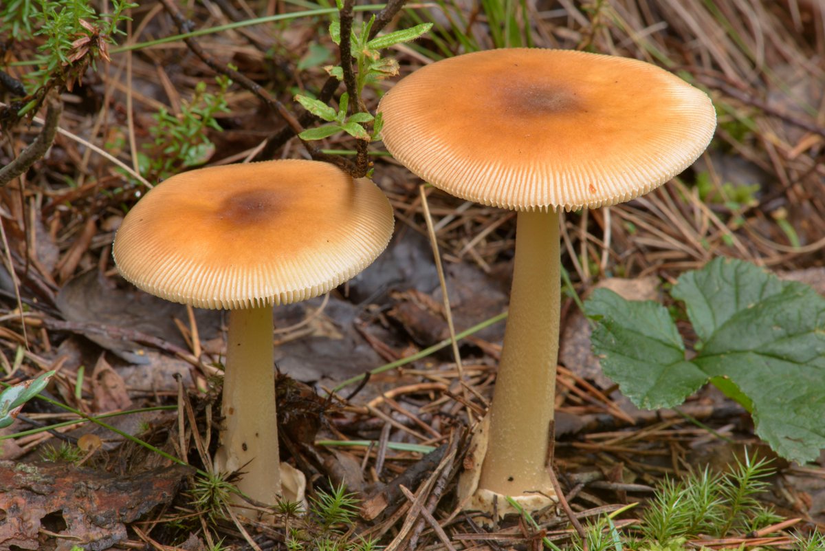 Amanita fulva - The 'Tawny Grisette' #mushroom is considered to be an edible species of #fungi 

However, I'd be willing to venture 90% of people couldn't see the difference between this and a deadly galerina and therefore shouldn't eat any mushrooms unless you #knowyourmushrooms