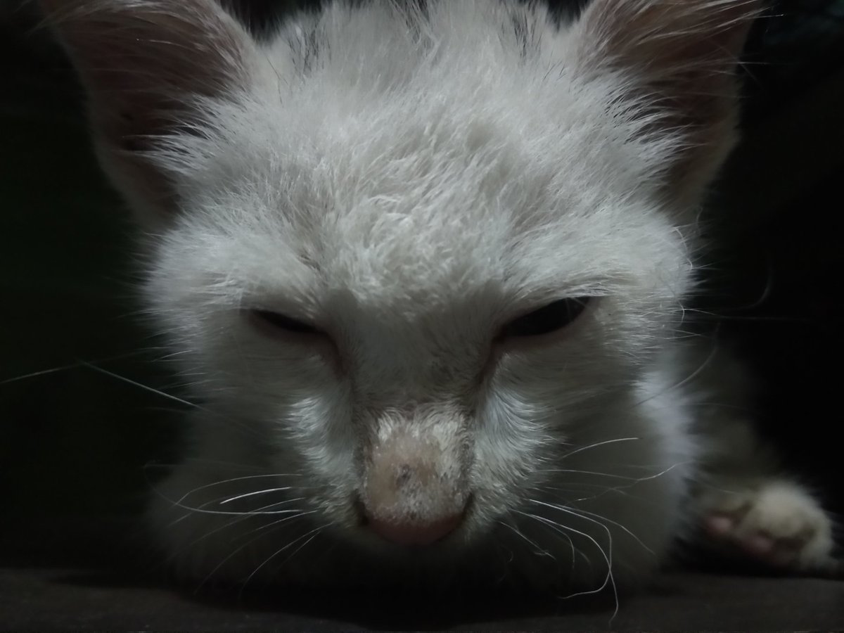papilloncerise's tweet photo. !!! HELP RT !!!

OPEN ADOPT KITTEN MIXDOM

MALE, AROUND 1 MONTH.
FULL WHITE, HAD A BLACK HAIR IN HEAD LITTLE.
SPOIL BABY YET CUTE OFC.

DOM : JABODETABEK

RULES FOR ADOPT :
- A CAT LOVERS / ANIMAL LOVERS
- CAN GIVE A LOT OF ATTENTION ALSO FOOD.
- NOT GONNA HARM HIM https://t.co/zXjHjV5hwX