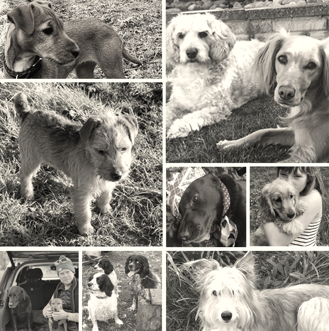 swordersfineart's tweet photo. Departmental Dogs!⁠ As we welcome entries of paintings of prize pooches for our Sporting Art, Wildlife, &amp; Dogs sale in June, we take a moment to introduce some of Sworders' beloved breeds⁠ https://t.co/bFpZbxucTx⁠ #SportingArtWildlifeandDogs #DogPaintings #InvitingEntries https://t.co/LYMd2HgC7P
