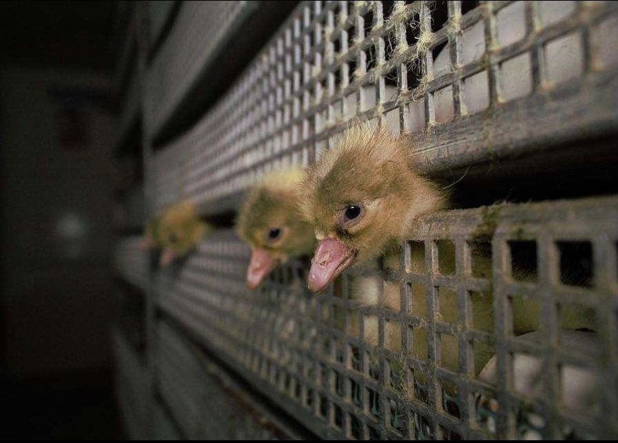 JohnOberg's tweet photo. Confused, scared ducklings at a hatchery. 💔

These poor creatures are looking out at a system that expresses nothing but apathy and cruelty towards them. Let's change that. https://t.co/OZotINxvyp